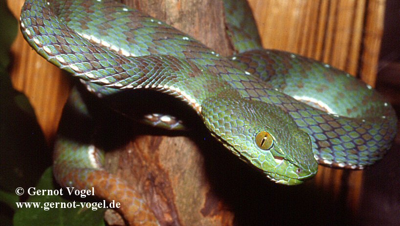 Trimeresurus fucatus male 